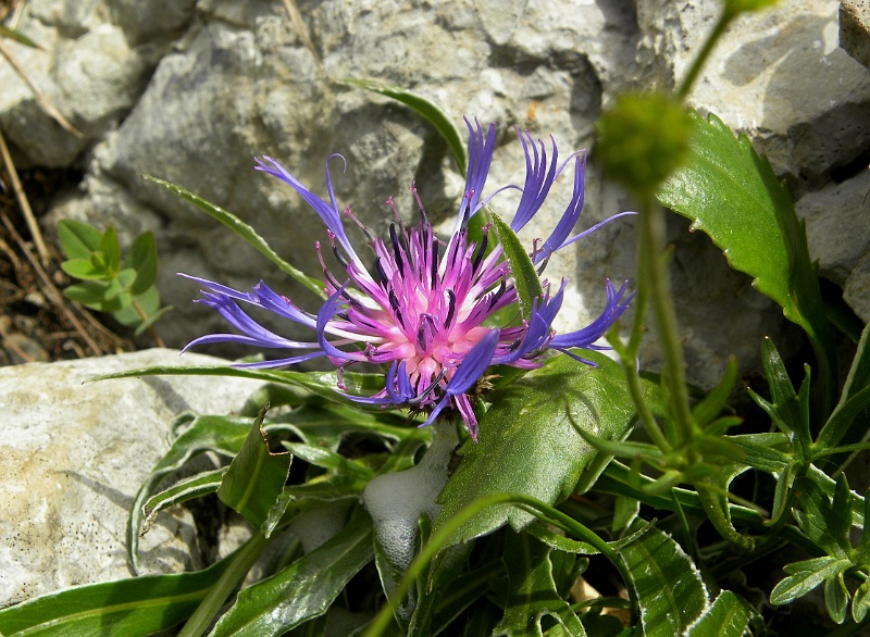 istria2009 1090.jpg - Risnjak